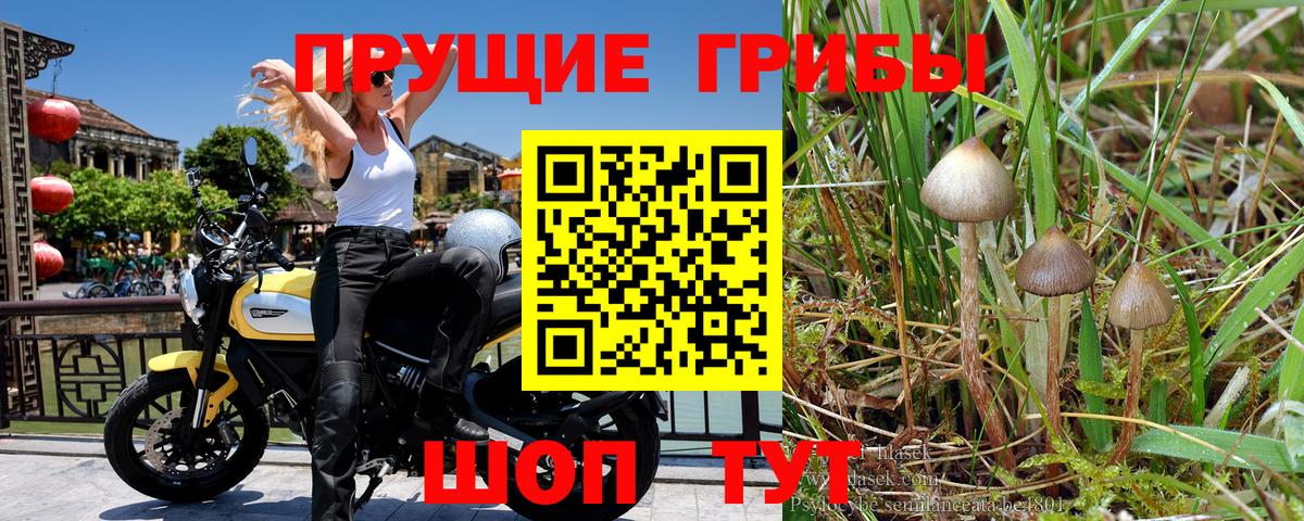 Галлюциногенные грибы Psilocybine cubensis  Вход с VPN  Абинск 
